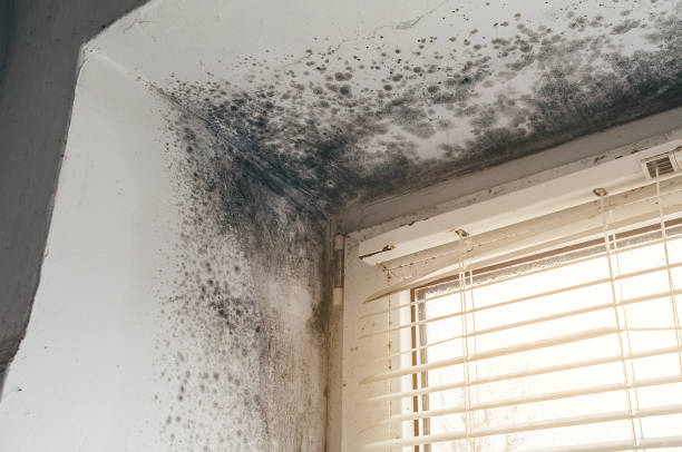 Affordable Mold Cleanup solutions in Broomfield, CO